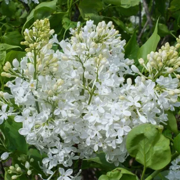 Bloomables New Age™ White Lilac