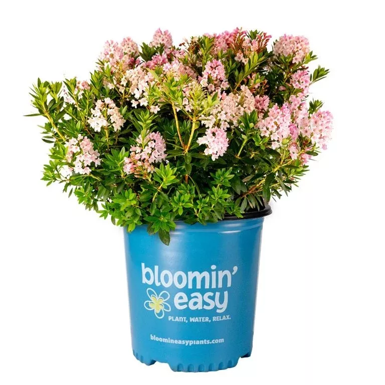 Bloombux Blush Rhododendron