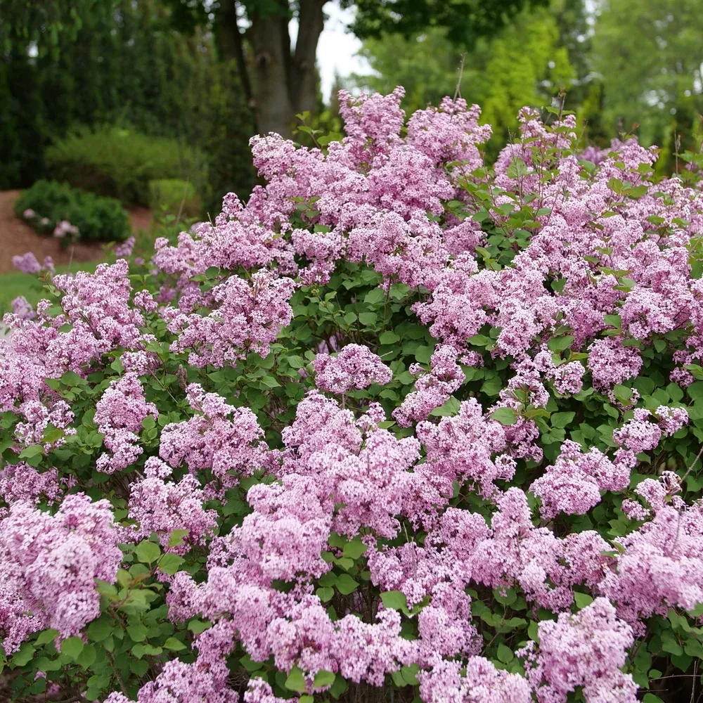 Bloomerang Purpink Reblooming Lilac