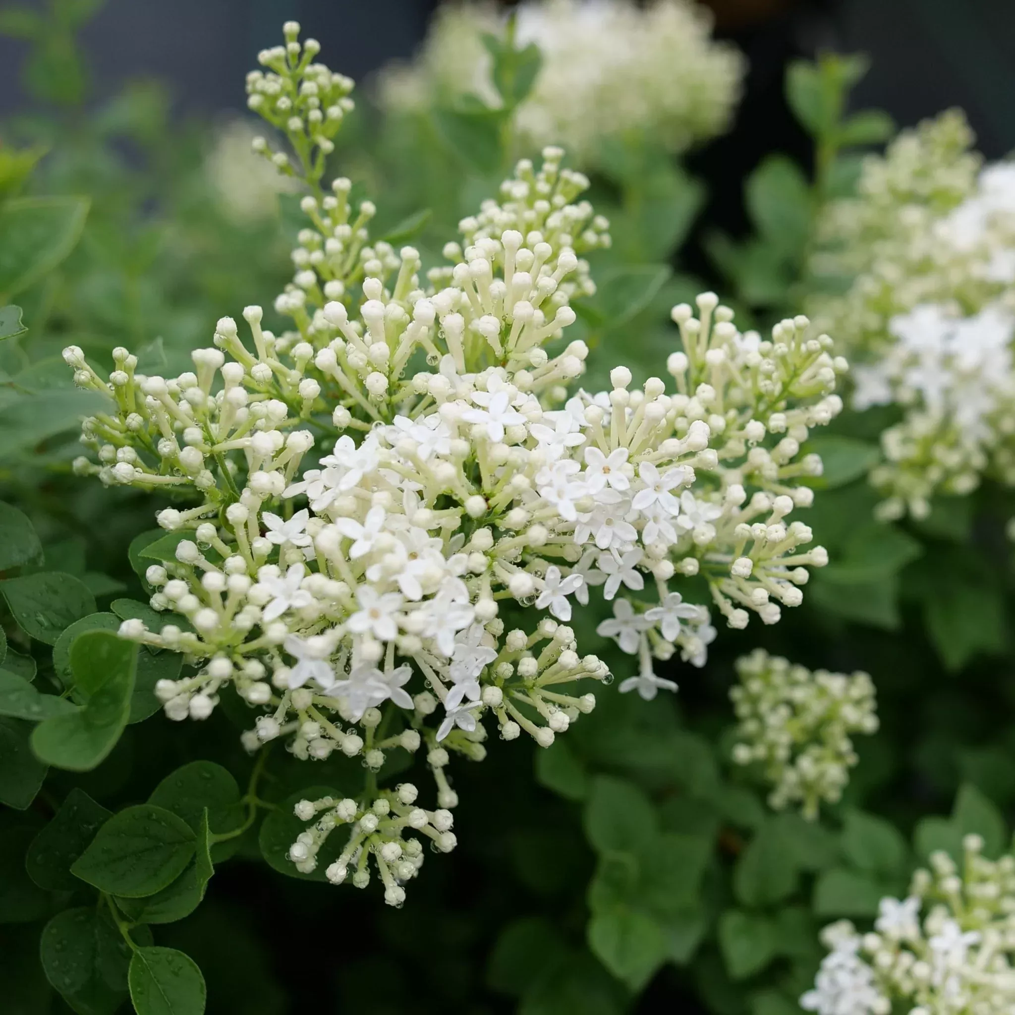 Bloomerang Showmound Lilac