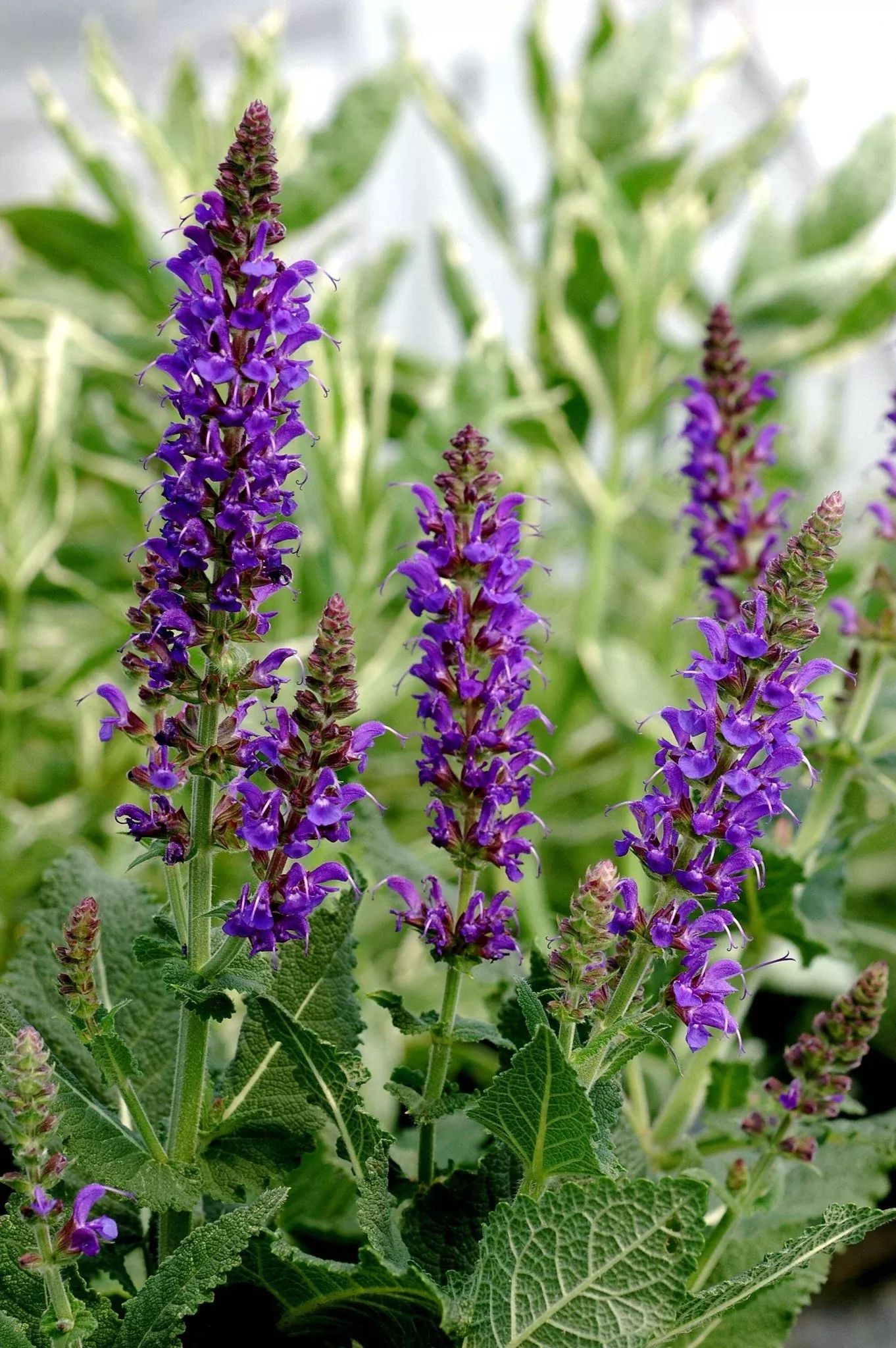 Blue Bouquetta Meadow Sage