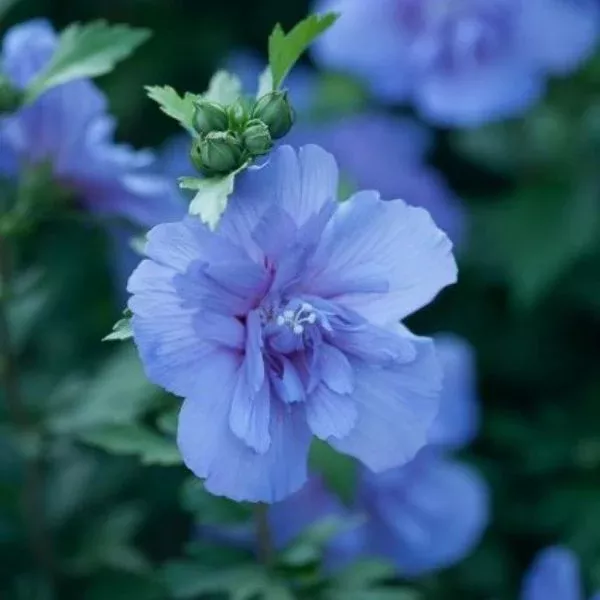 Blue Chiffon Rose of Sharon Tree Form