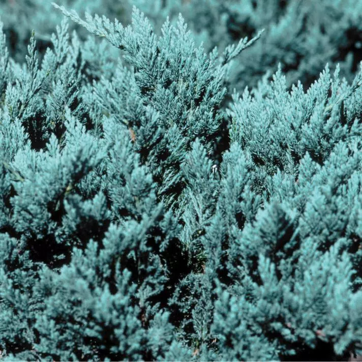 Blue Chip Juniper Bush
