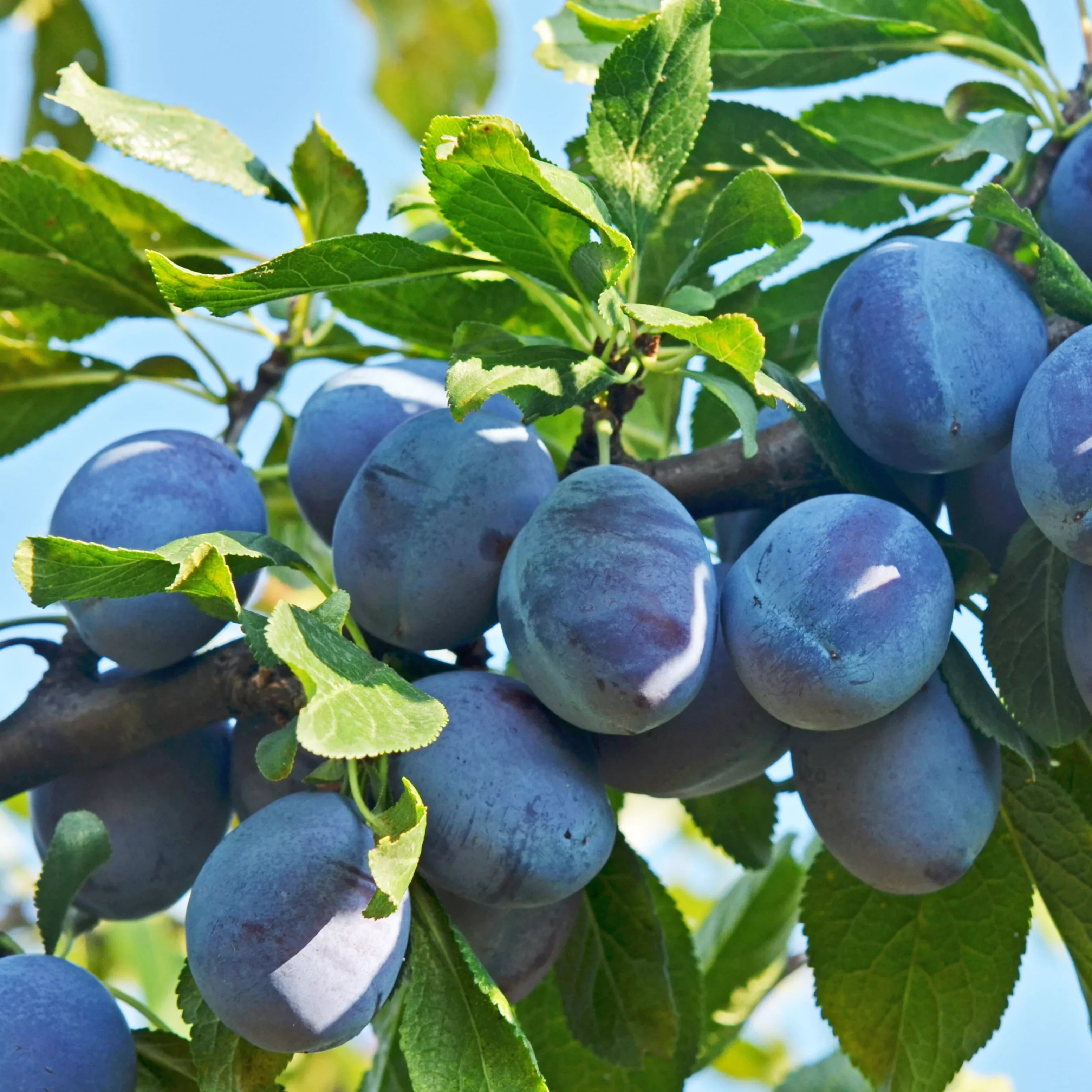 Blue Damson Plum Tree