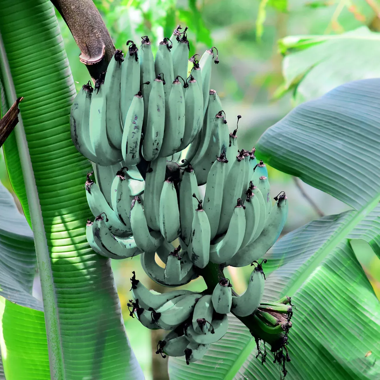 Blue Ice Cream Banana Tree