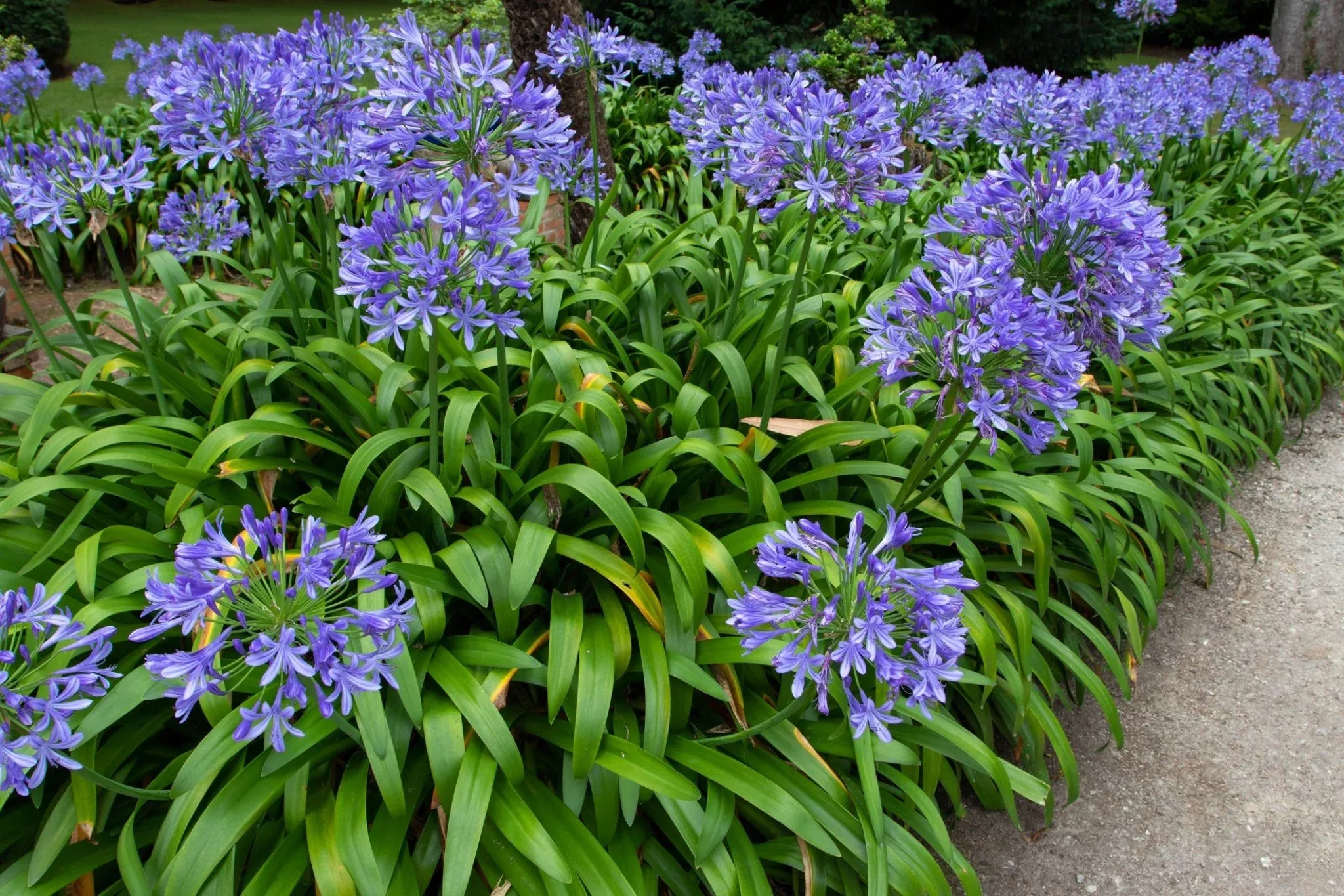 Blue Lily Of The Nile