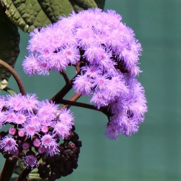 Blue Mistflower