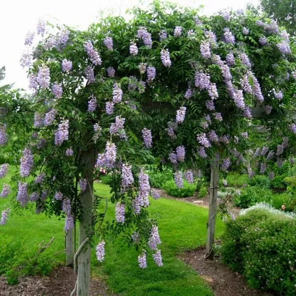 Blue Moon Wisteria Vine