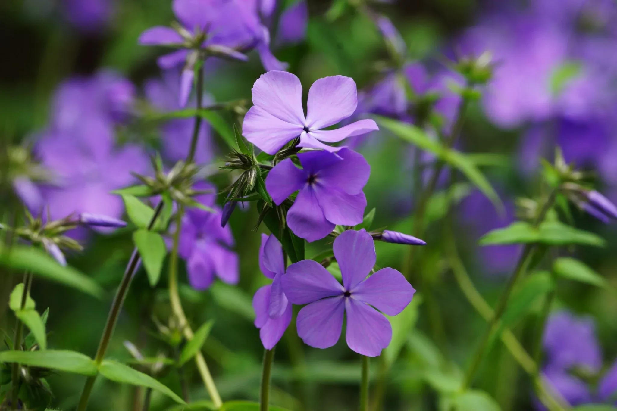 Blue Moon Woodland Phlox