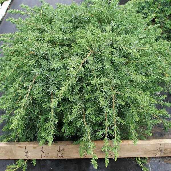 Blue Pacific Juniper Bush