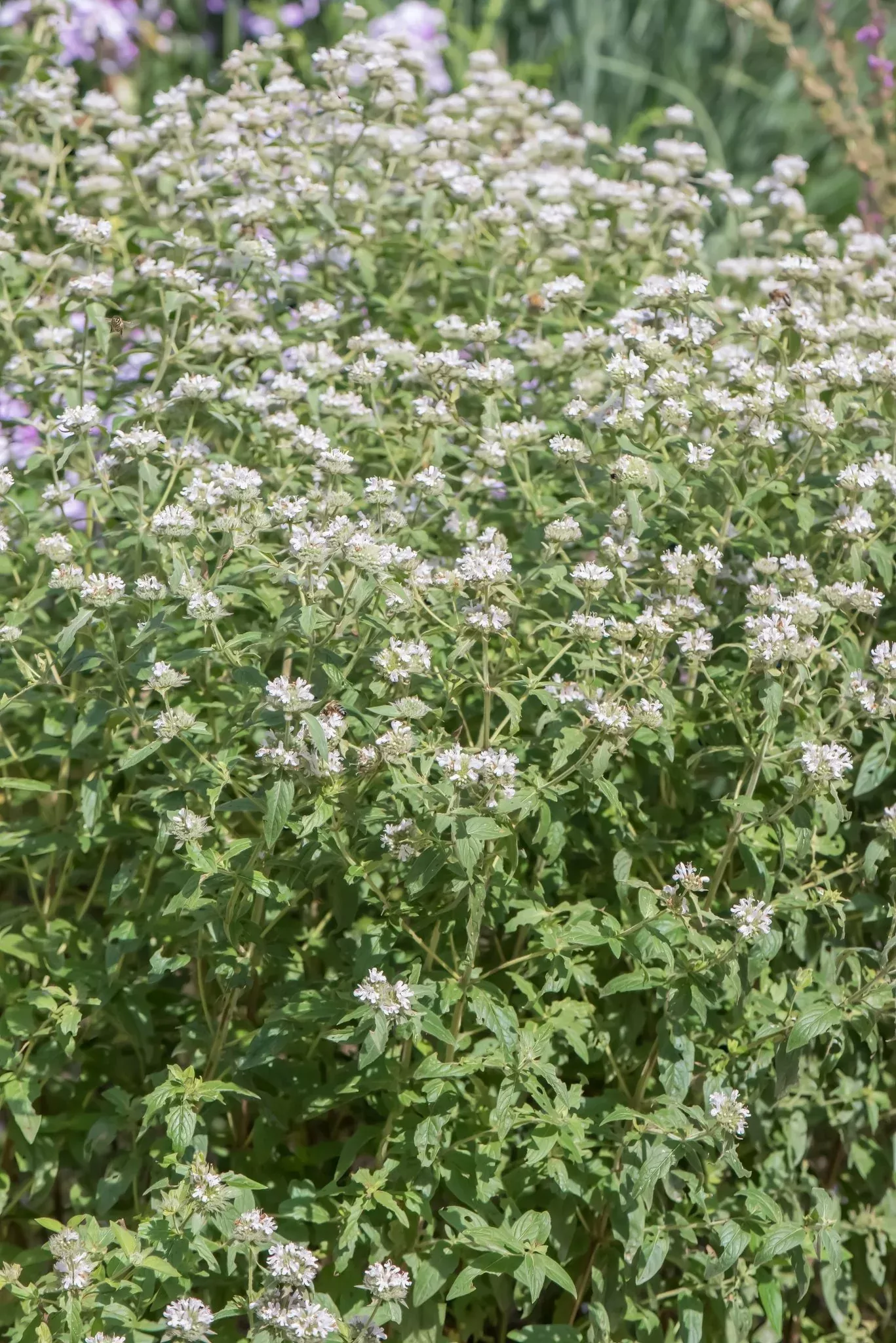 Blunt Mountain Mint