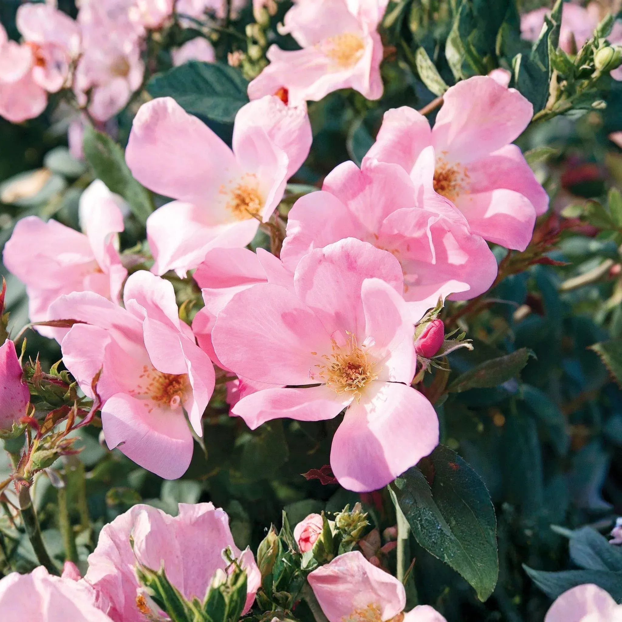 Blushing Knock Out Shrub Rose