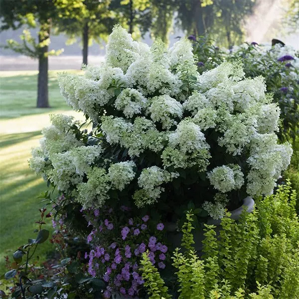 Bobo Panicle Hydrangea