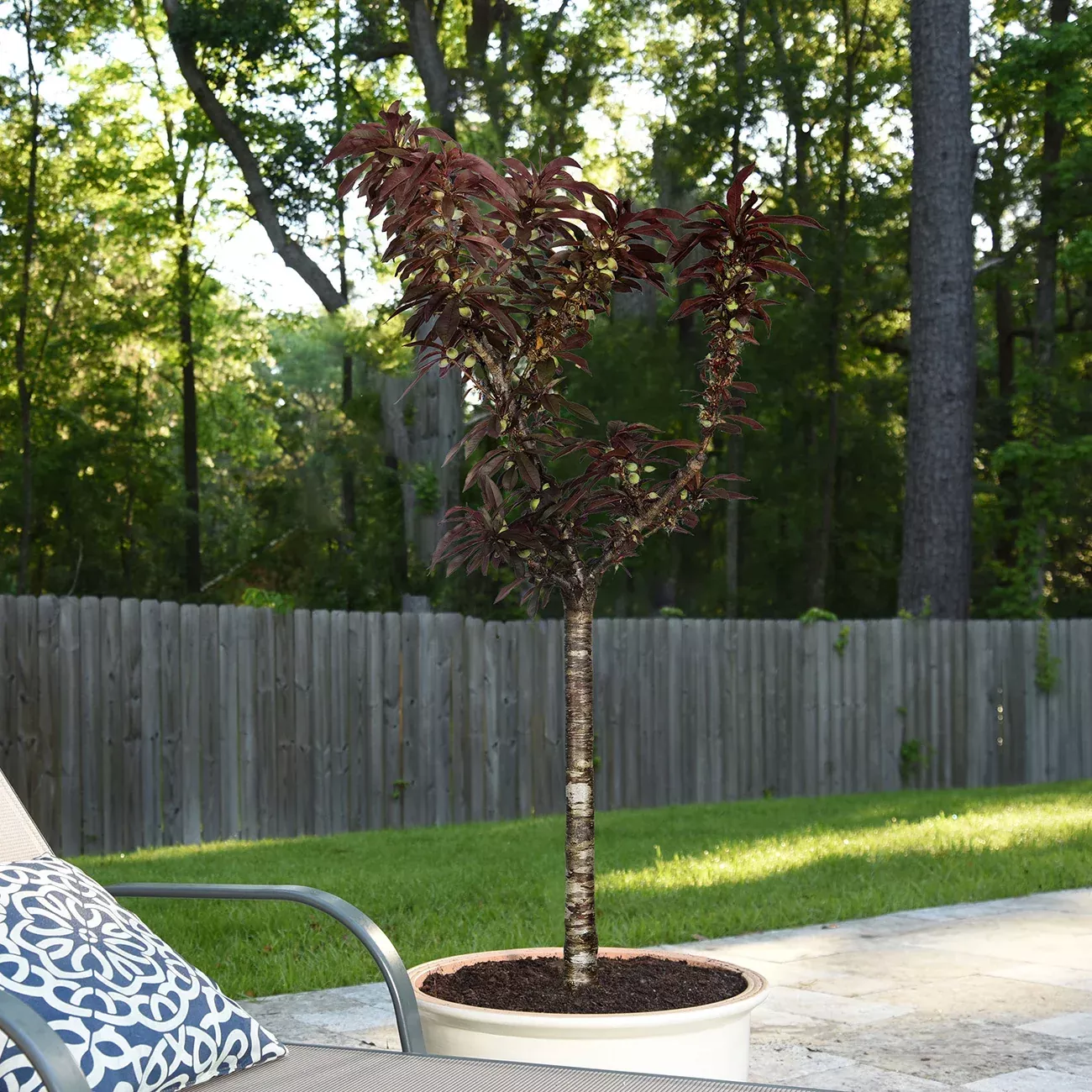 Bonfire Patio Peach Tree