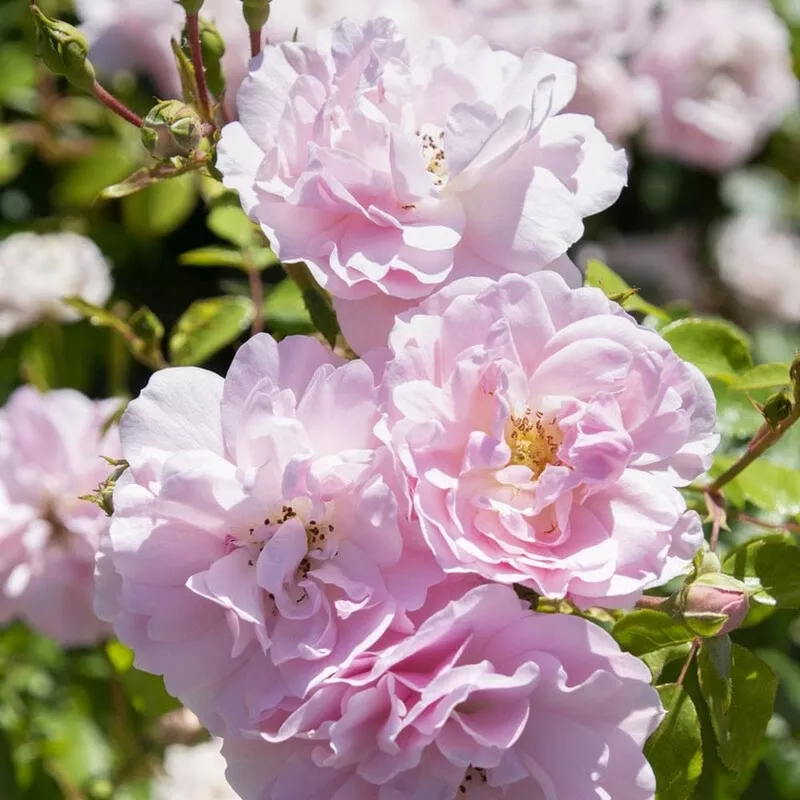 ‘Bonica’ Shrub Rose|Plant in a 4.5L Pot|3 Plants in 4.5L Pots