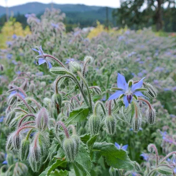 Borage (Borago officinalis.) - Seed AS