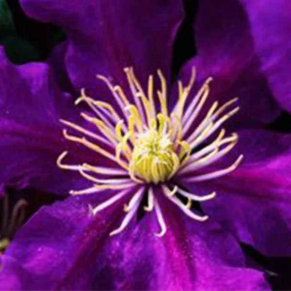 Boulevard Chevalier™ Clematis