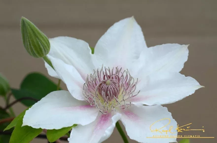 Boulevard Corinne™ Clematis