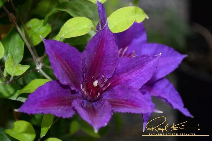 Boulevard Edda™ Clematis