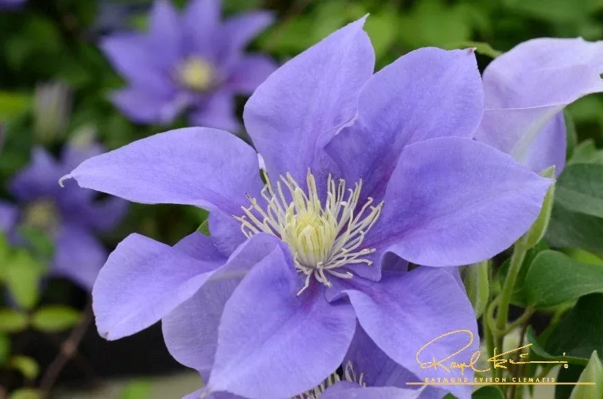 Boulevard Olympia™ Clematis
