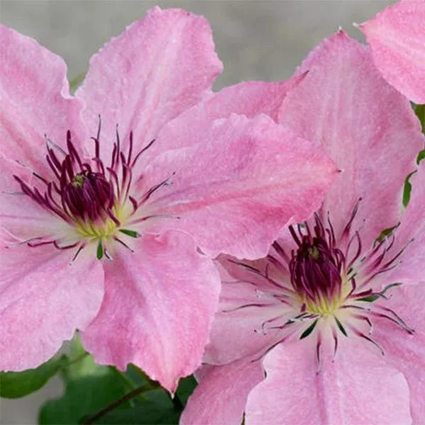 Boulevard Sarah Elizabeth™ Clematis