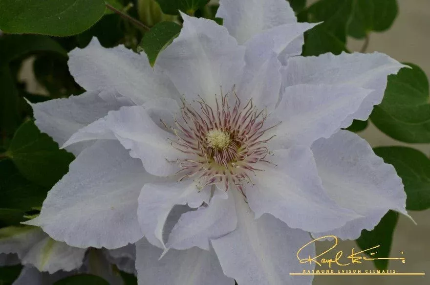Boulevard Tranquilite™ Clematis