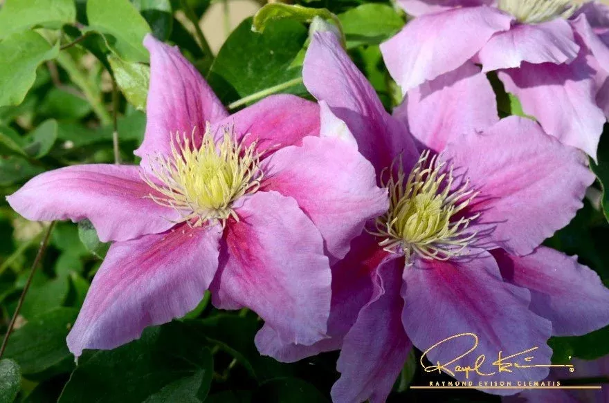 Boulevard Vicki™ Clematis