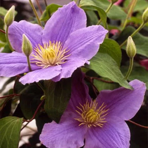 Boulevard Zara™ Clematis