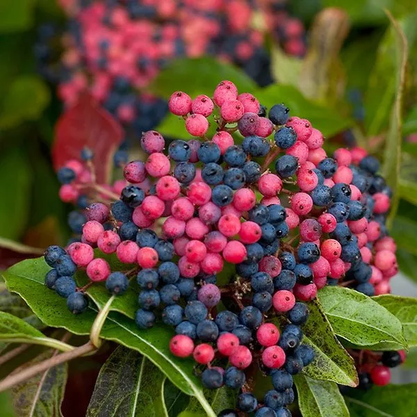 Brandywine™ Viburnum