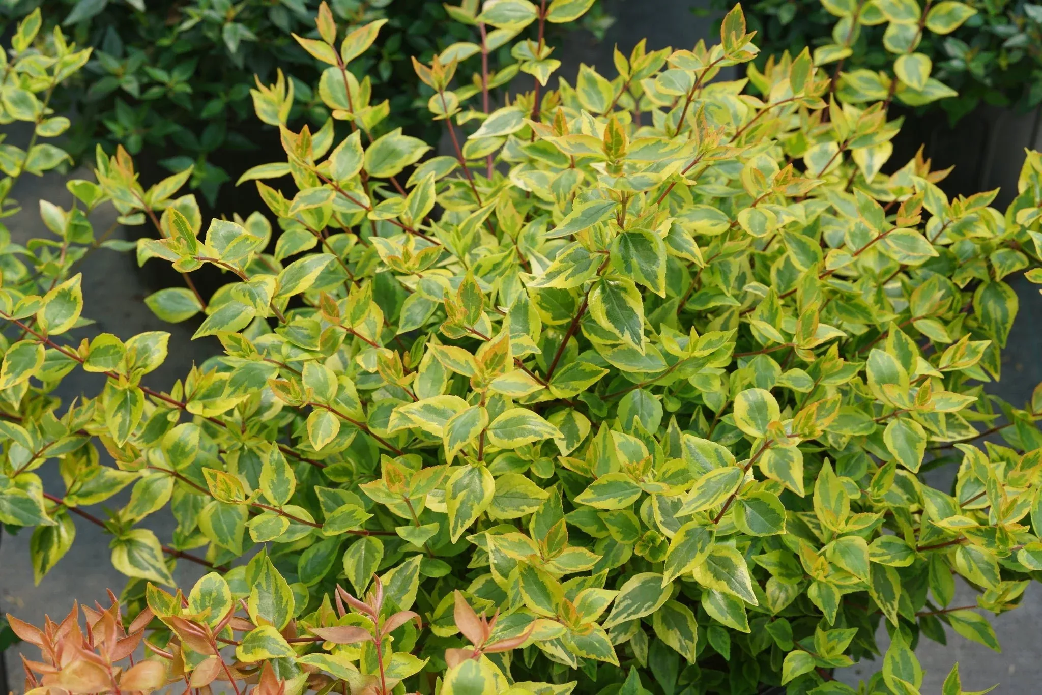 Brilliantina Abelia