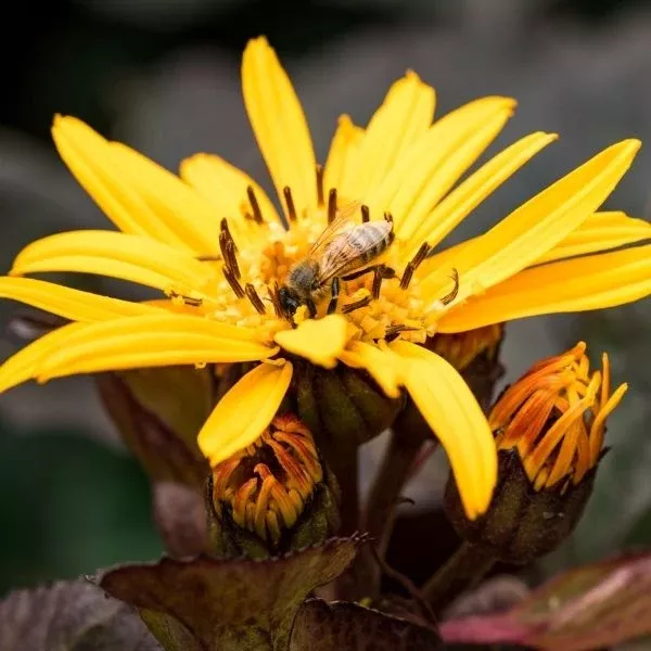 Britt Marie Crawford Leopard Plant