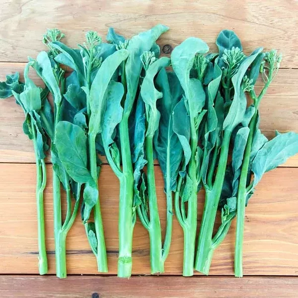 Broccoli 'Blue Star Gai Lan' (Brassica oleracea) - Seed AS