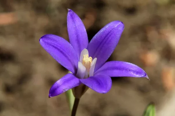 Brodiaea coronaria (Crown/Harvest Brodiaea) Seed Packet WW