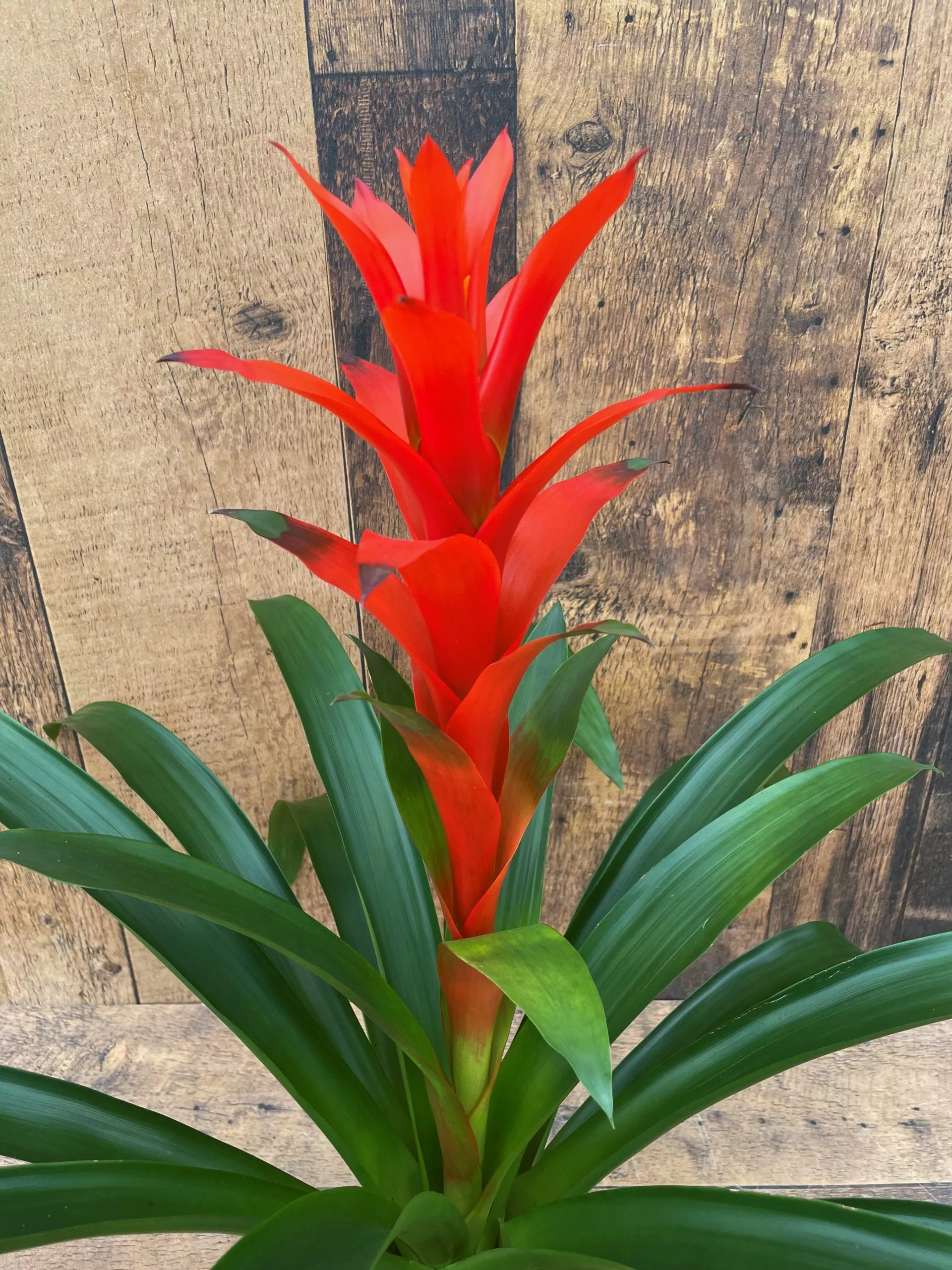 Bromeliad (6″ pot)