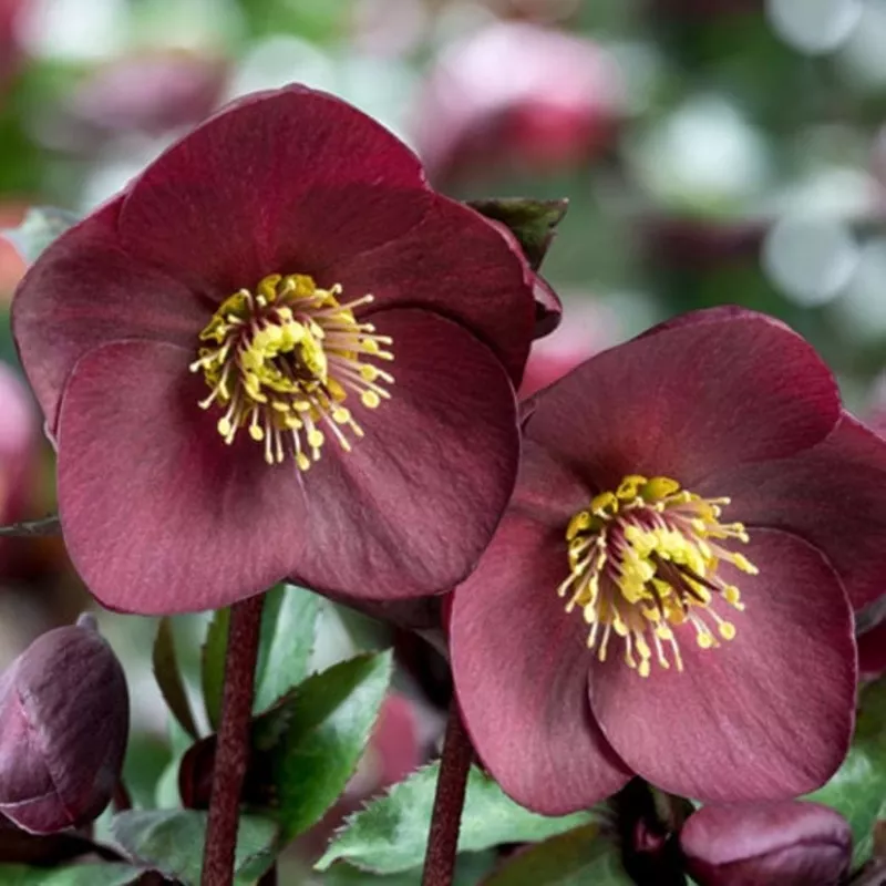 ‘Brunello’ Snow Rose | ‘Ice N’ Roses’ Series | Hellebore Gold Collection