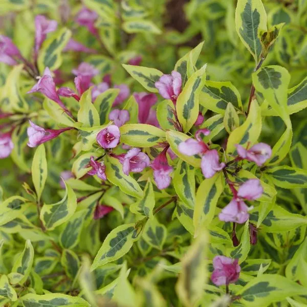Bubbly Wine Weigela