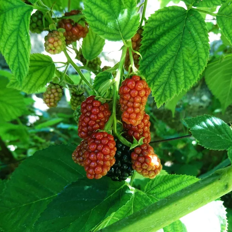 ‘Buckingham’ Thornless Tayberry Plants