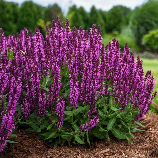 Bumbleberry Salvia