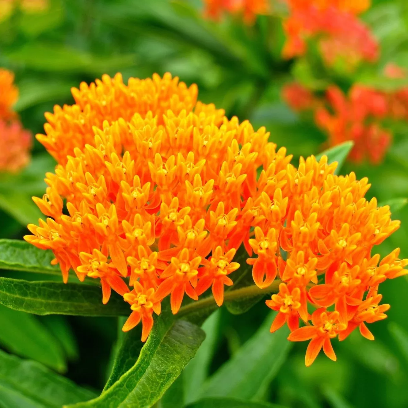 Butterfly Weed Plant