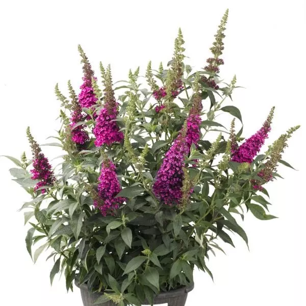 Buzz™ Hot Raspberry Butterfly Bush