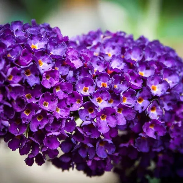 Buzz™ Midnight Butterfly Bush
