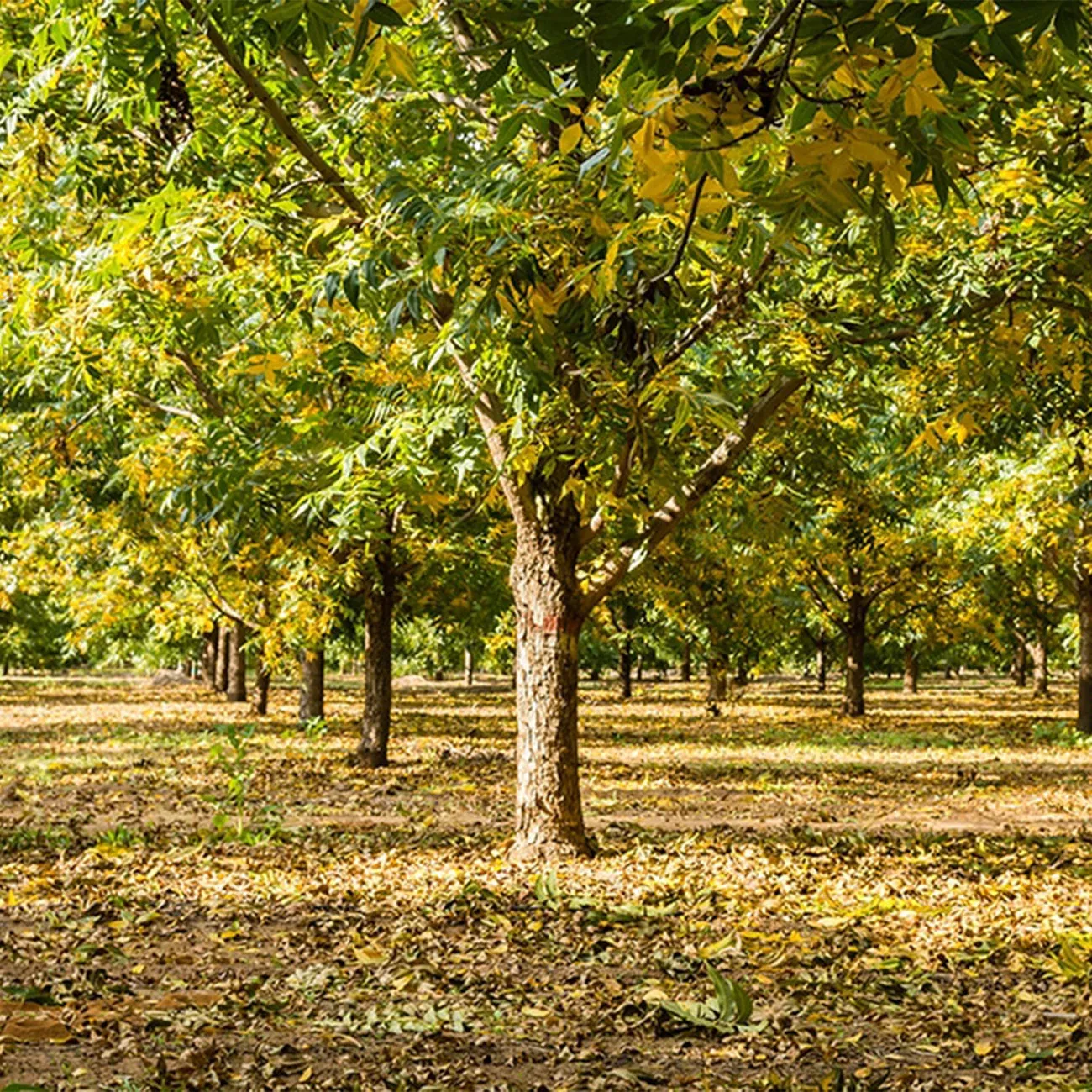 Caddo Pecan Tree | Type 1 Pollinator