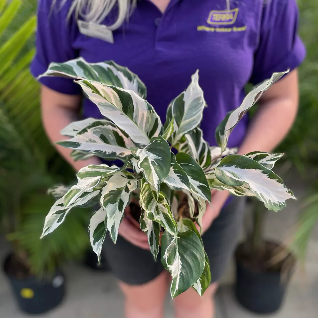 Calathea Stella (6″ pot)