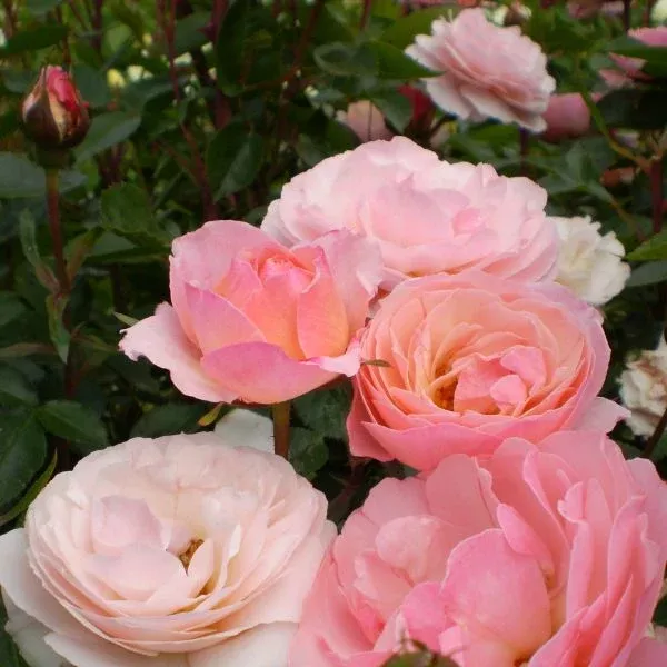 Calypso Shrub Rose
