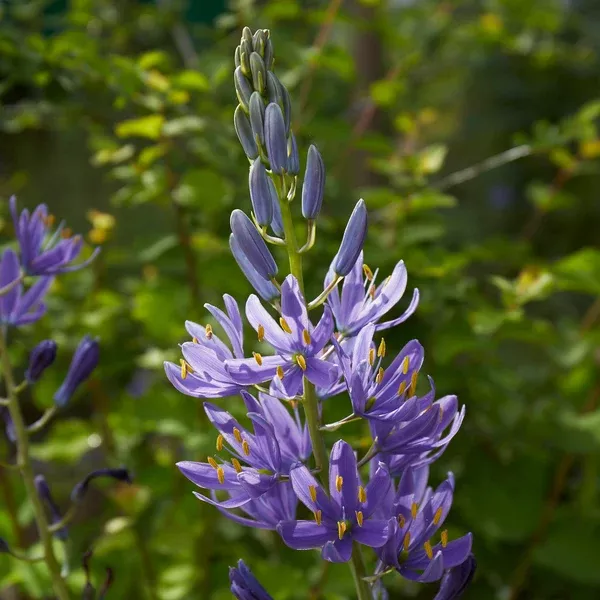 Camassia leichtlinii (Great Camas) Seed Packet WW