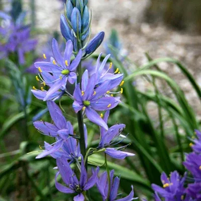 Camassia quamash (Common Camas) Seed Packet WW