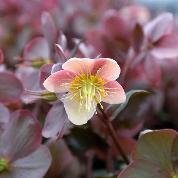 Camelot Lenten Rose