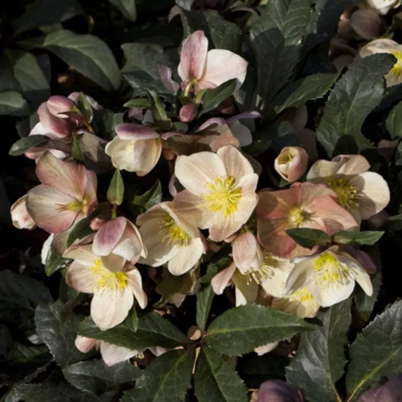 ‘Camelot’ Snow Rose | Hellebore Gold Collection