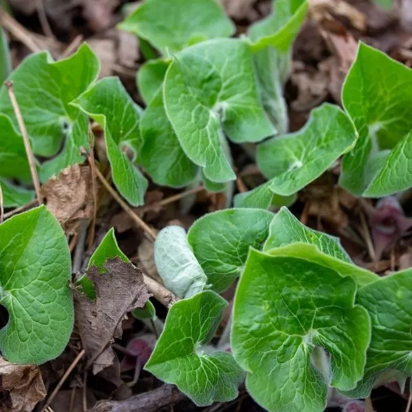 Canadian Wild Ginger