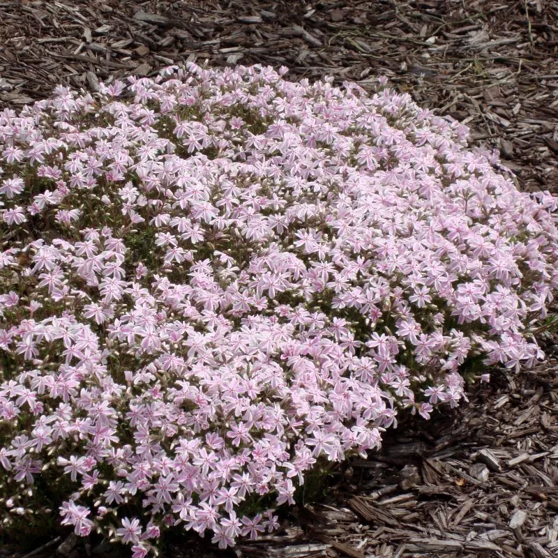 Candy Stripe Creeping Phlox